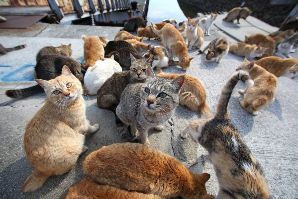 Domanda di contributo per le colonie feline