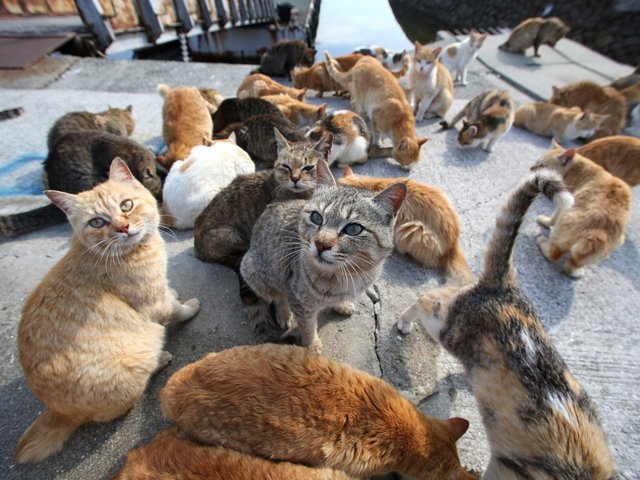 Domanda di contributo per le colonie feline