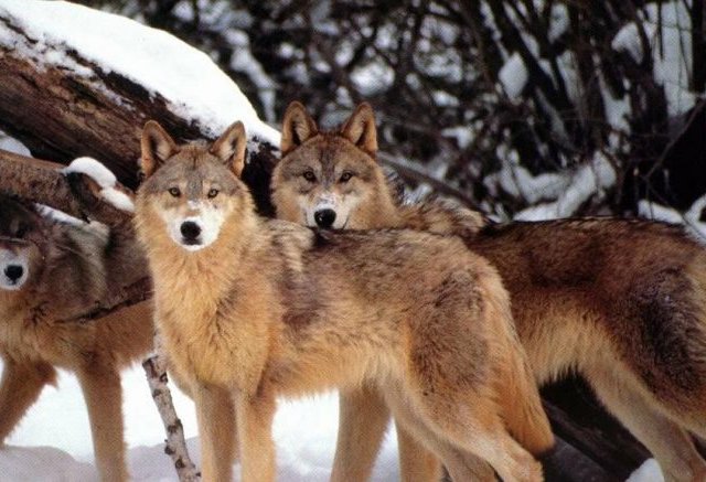 EVENTO PUBBLICO: IL RITORNO DEL LUPO NEL NOSTRO TERRITORIO. PROBLEMATICHE E CONVIVENZA