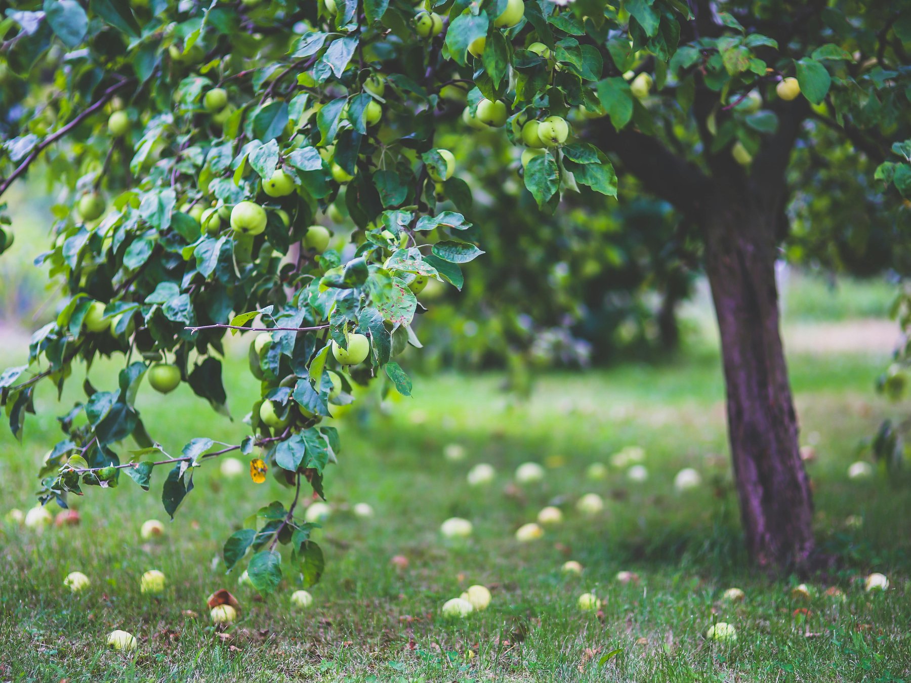 Bando per la realizzazione di nuovi impianti arborei
